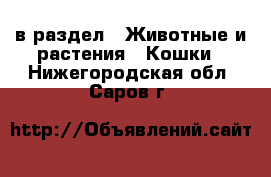  в раздел : Животные и растения » Кошки . Нижегородская обл.,Саров г.